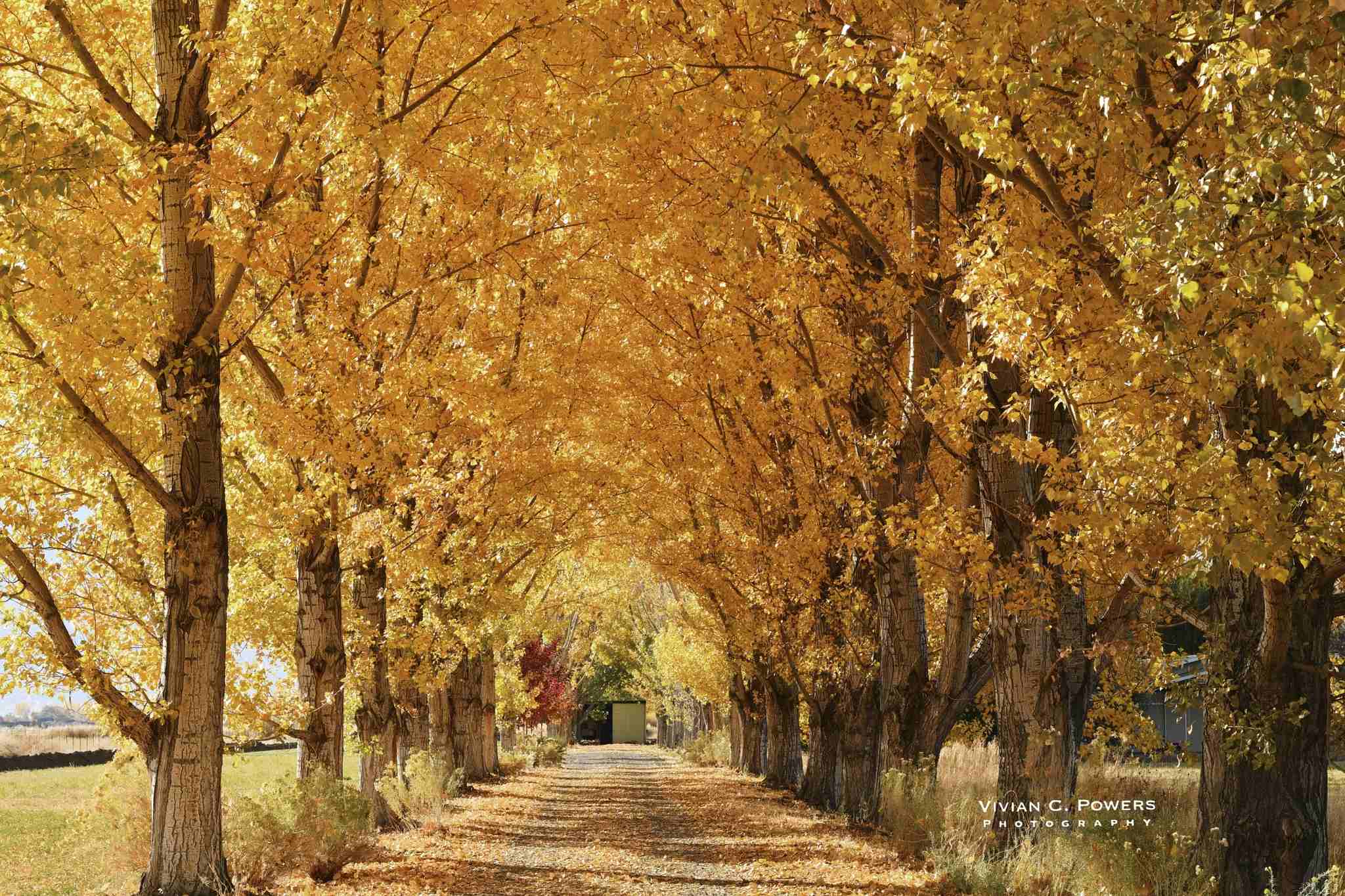 beautiful street in Carson Valley