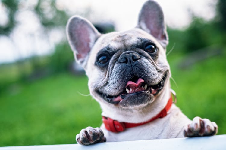 Little dog with big ears and a red collar