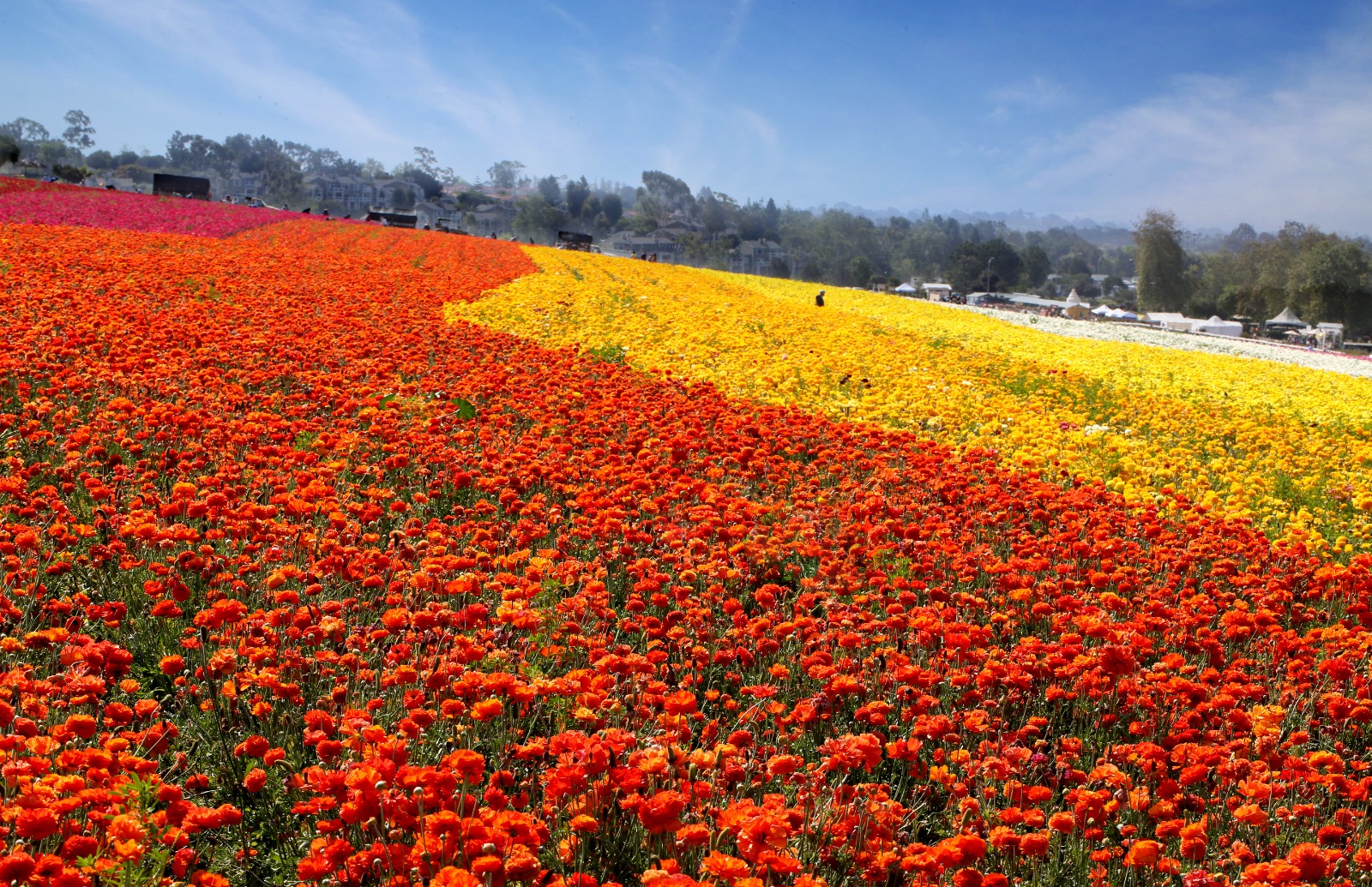 Carlsbad Flower fields