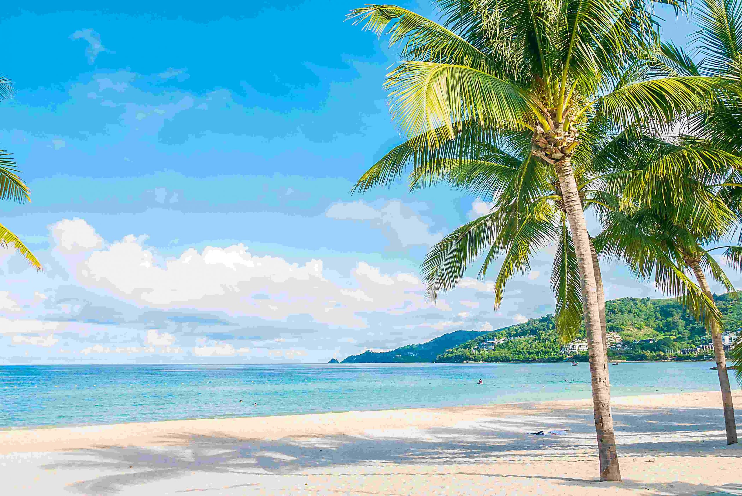 Coconut palm tree with Beautiful Tropical beach and sea